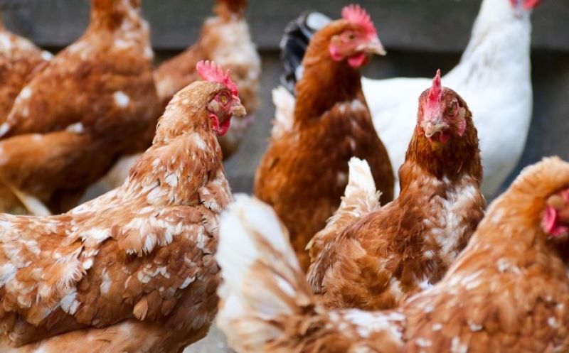 Foto de capa da notícia: ATENÇÃO ÀS DATAS DE ENTREGA DOS PEDIDOS DE MUDAS E AVES