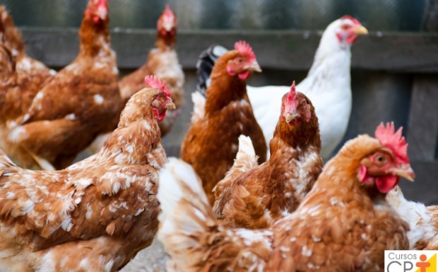 Foto de capa da notícia: ATENÇÃO ÀS DATAS DE ENTREGA DOS PEDIDOS DE MUDAS E AVES