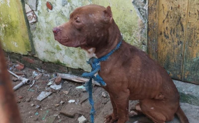 Foto de capa da notícia: Ação conjunta entre SMMA, Guarda Municipal e Brigada Militar resgata Pitbull vítima de maus-tratos