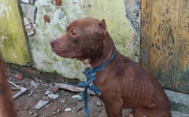 Foto de capa da notícia: Ação conjunta entre SMMA, Guarda Municipal e Brigada Militar resgata Pitbull vítima de maus-tratos