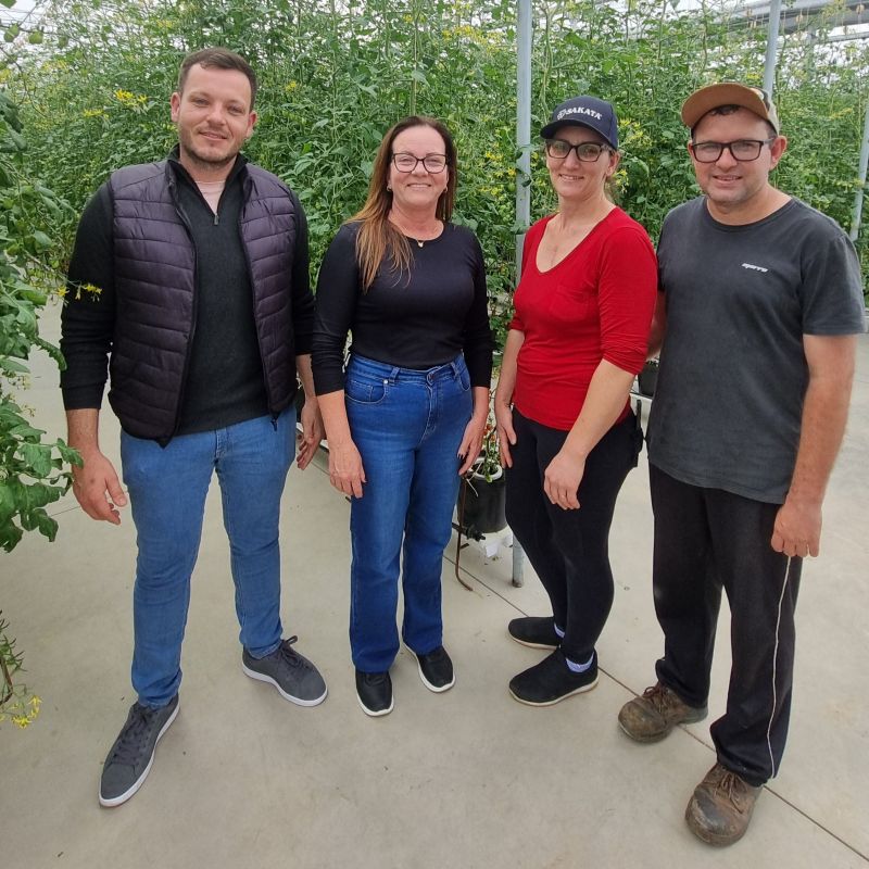 Foto de capa da notícia: Família do Campestre faz história na produção de tomates em São José do Hortêncio