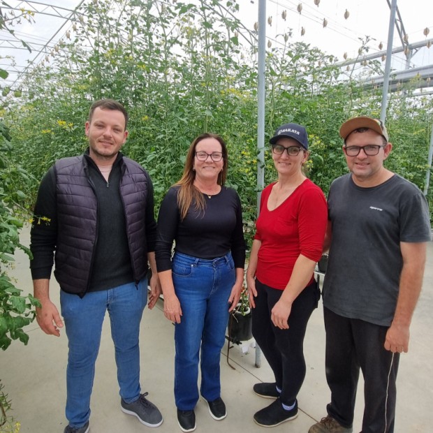 Foto de capa da notícia: Família do Campestre faz história na produção de tomates em São José do Hortêncio