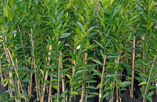 Foto de capa da notícia: Última entrega de mudas frutíferas em 2025 tem pedidos abertos até 11 de agosto