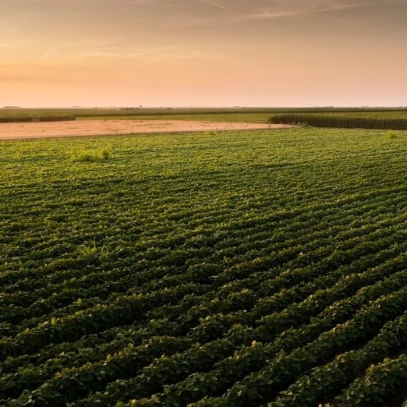 Foto da Notícia OPERAÇÃO TERRA FORTE