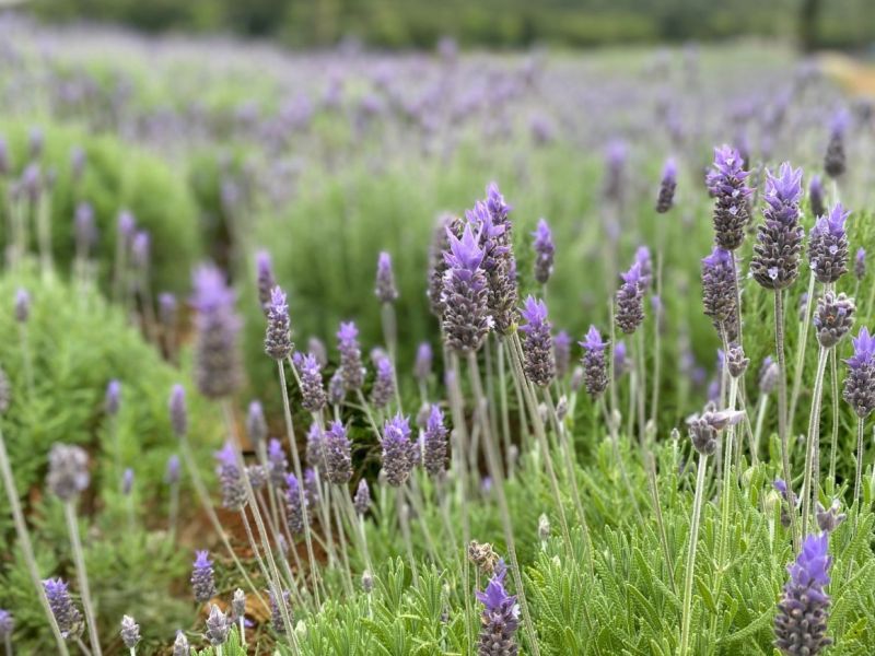 Foto de capa Concurso "Lavandas por toda parte" premiará jardins mais embelezados