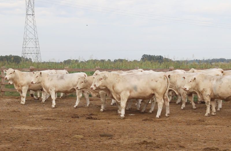 Foto ABCC e Embrapa divulgam resultados da 8ª PAC/PEA da raça Charolesa