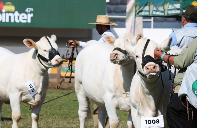 Foto da notícia ABCC define a programação da raça Charolesa para a Expointer 2025