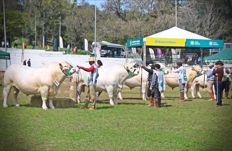Foto da notícia Charolês apresenta novidades na Expointer 2025