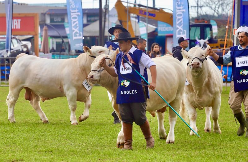 Foto Veja o resultado completo do julgamento dos campeonatos do Charolês na Expointer 2025