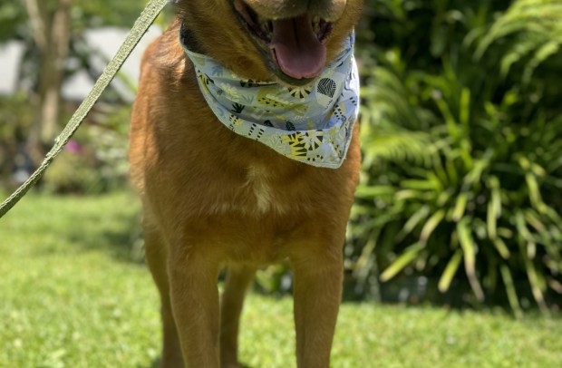 Baco