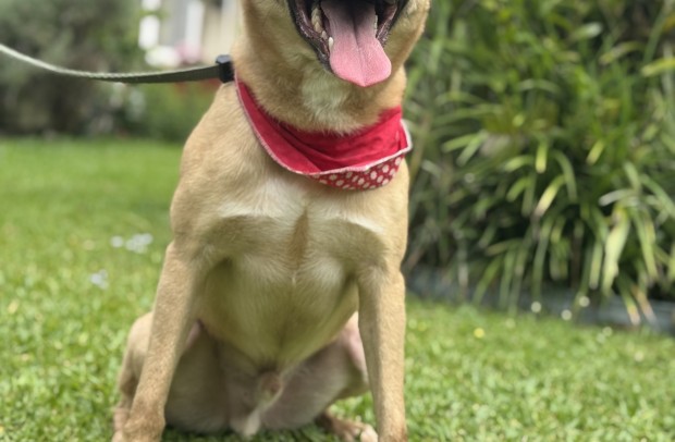 Mutley