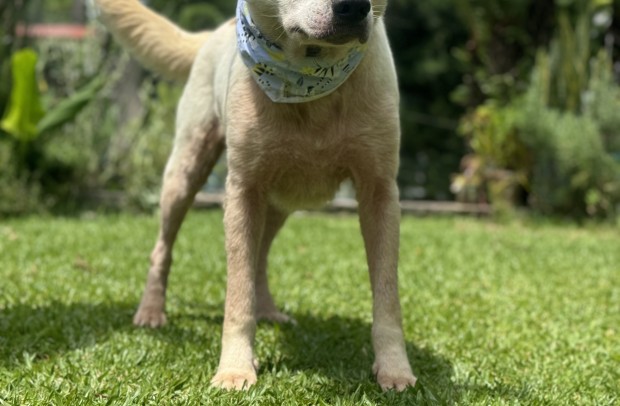 Coronel