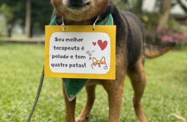 Foto de capa: Animais para adoção responsável