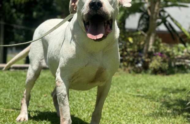 Lótus