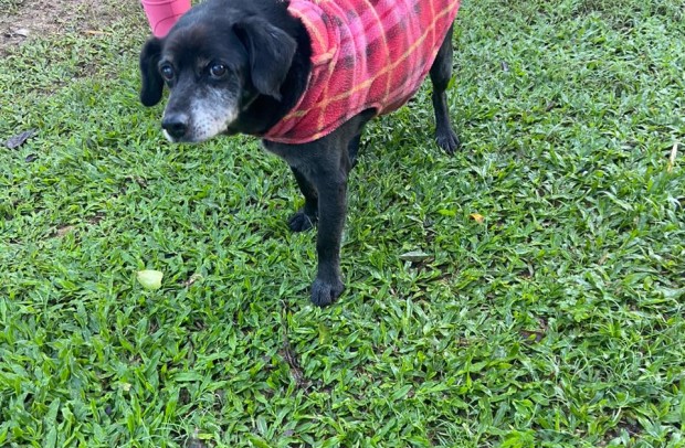 Paixão