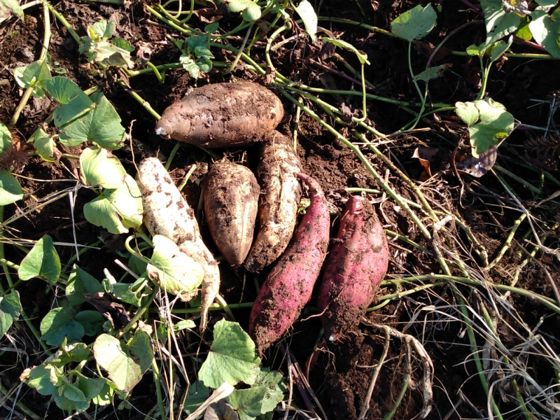 Foto de capa da notícia: Emater/RS abre encomendas de mudas de batata-doce, bananeiras e mudas de pastagens
